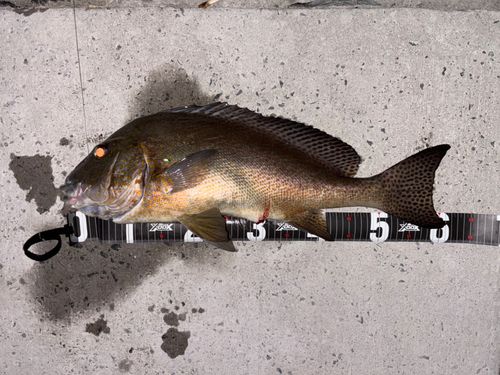 コロダイの釣果