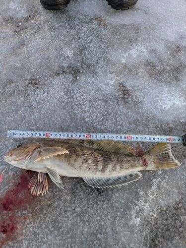 アイナメの釣果