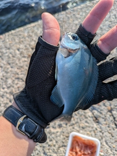 クチブトグレの釣果