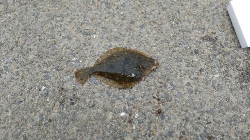 カレイの釣果