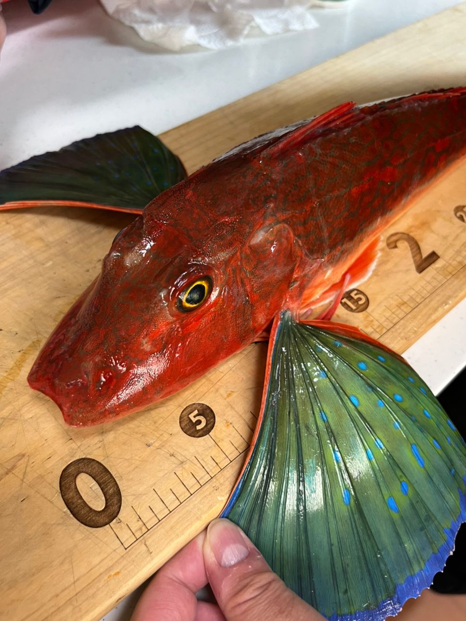 まろんぺーすとさんの釣果 2枚目の画像