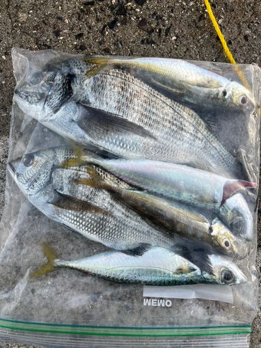 クロダイの釣果
