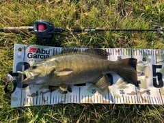 スモールマウスバスの釣果