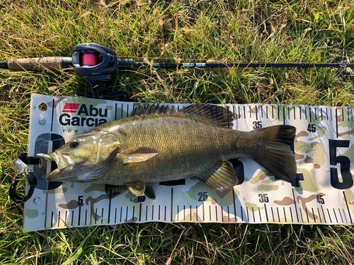スモールマウスバスの釣果