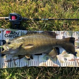 スモールマウスバス