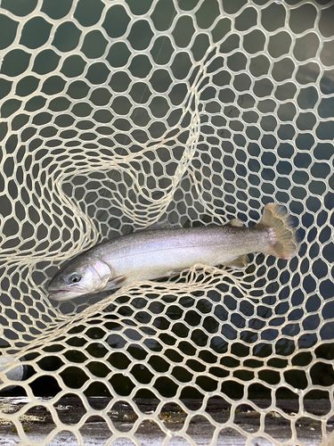 東山湖フィッシングエリア