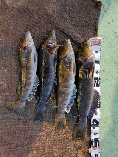 アイナメの釣果