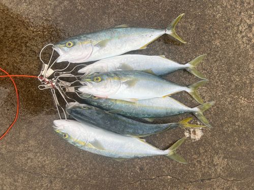 フクラギの釣果