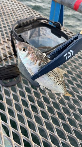 コノシロの釣果