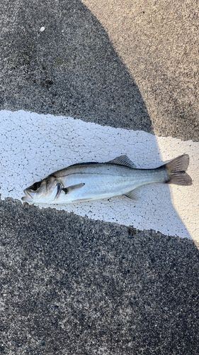 セイゴ（マルスズキ）の釣果