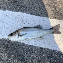 セイゴ（マルスズキ）