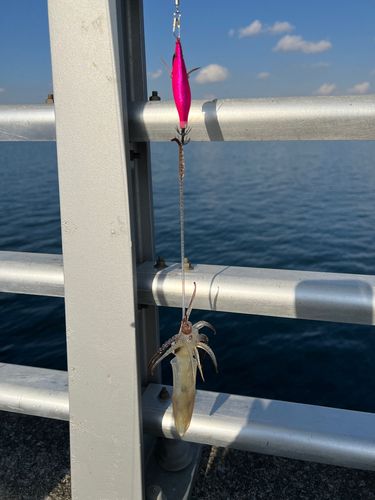 ヒイカの釣果