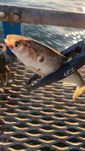 本牧海づり施設