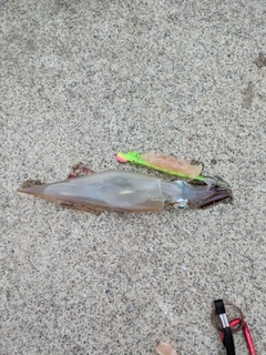 イカの釣果