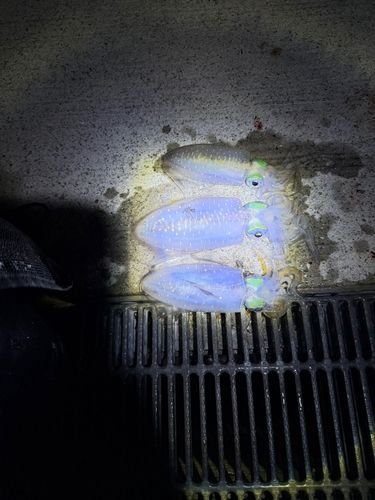 アジュール舞子