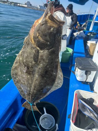 ヒラメの釣果