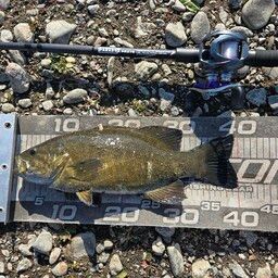 スモールマウスバス