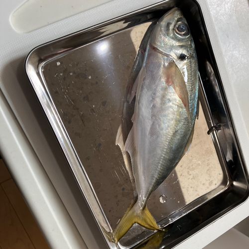 東京湾（アクアライン〜富津）