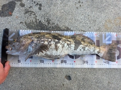 アイナメの釣果