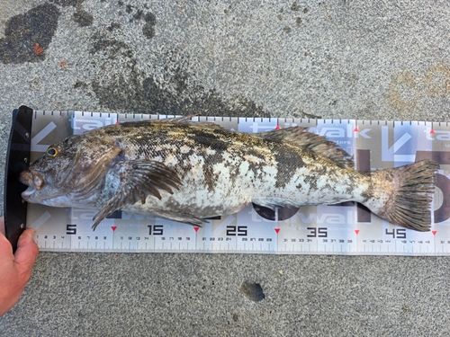 アイナメの釣果