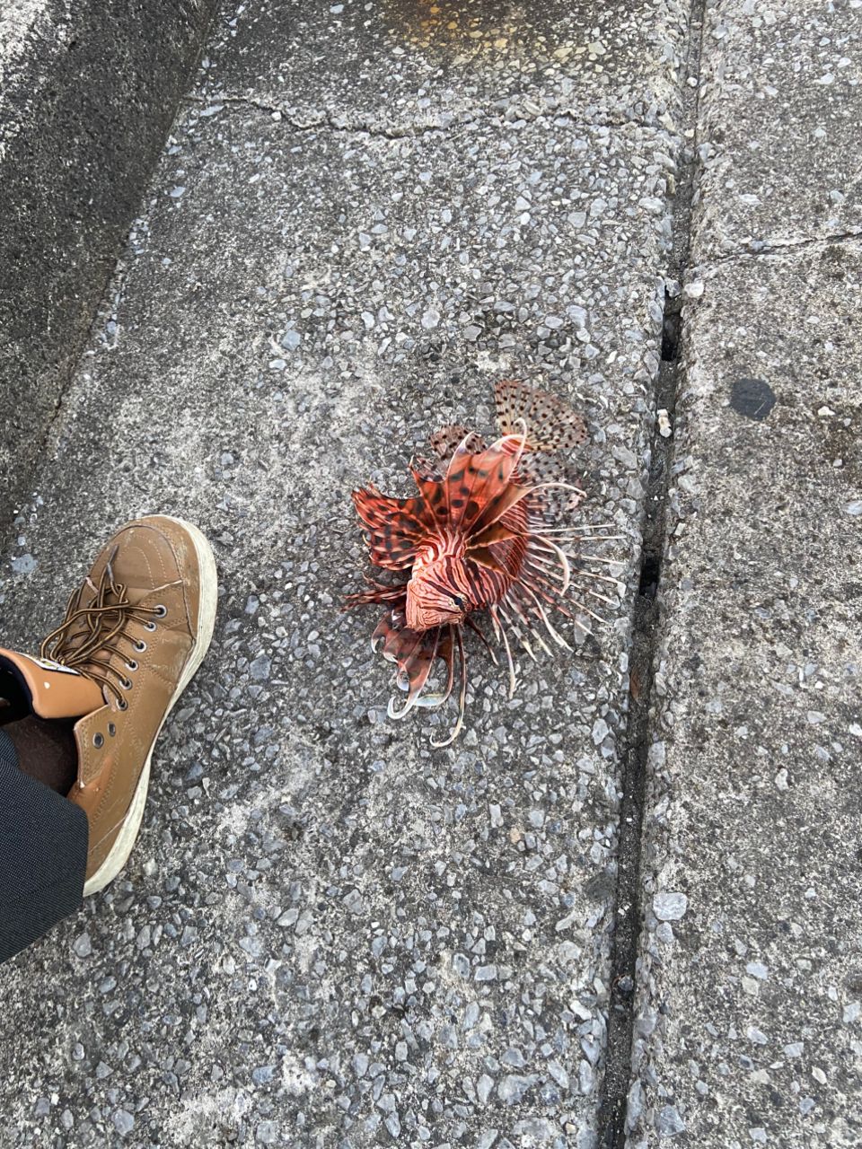 ハナミノカサゴ