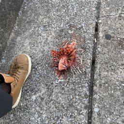 ハナミノカサゴ