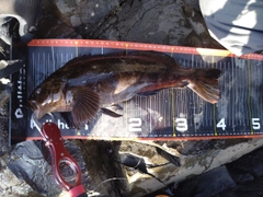 アイナメの釣果