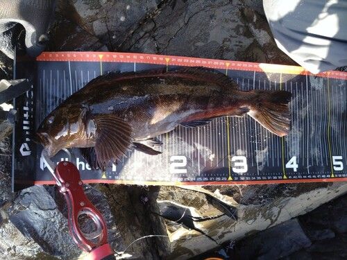 アイナメの釣果