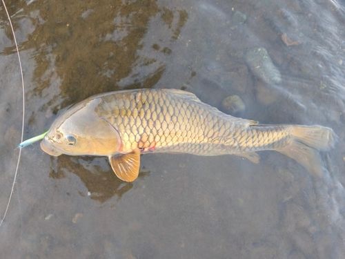 コイの釣果
