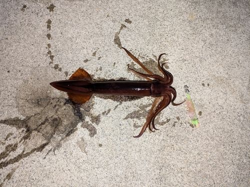 イカの釣果