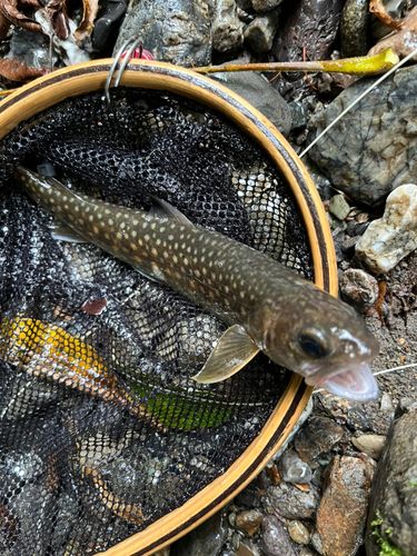 イワナの釣果
