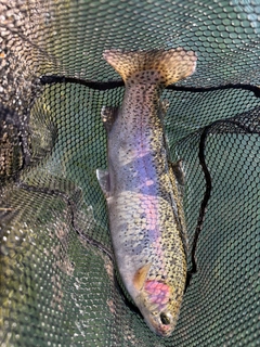 ニジマスの釣果