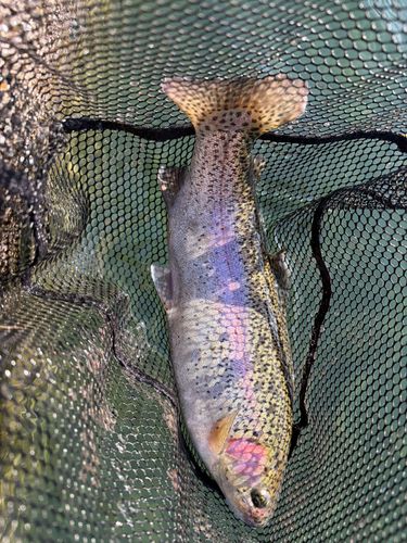 ニジマスの釣果