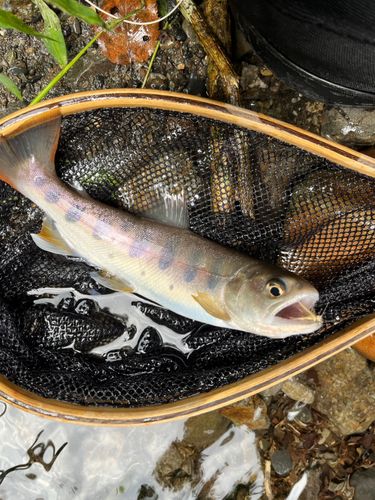 ヤマメの釣果