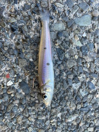 シロギスの釣果