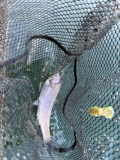 ニジマスの釣果