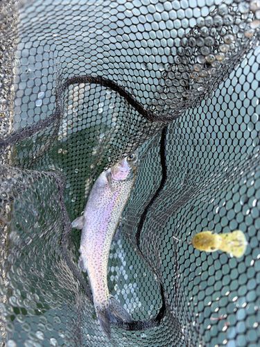 ニジマスの釣果