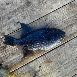 モンガラカワハギ