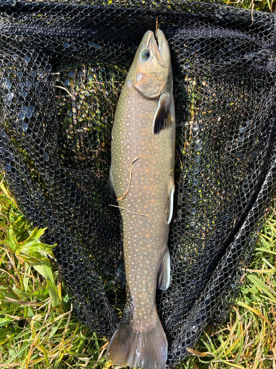 MajorCraft 新ファインテール エリア FAX-S5102ULの最安値・インプレ