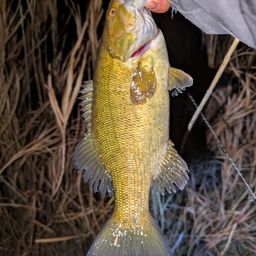 スモールマウスバス