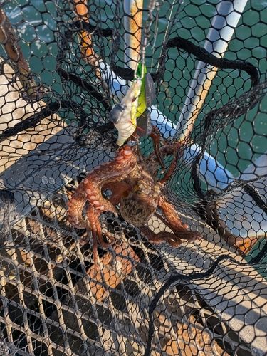 大黒海づり施設