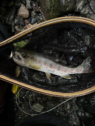 ヤマメの釣果
