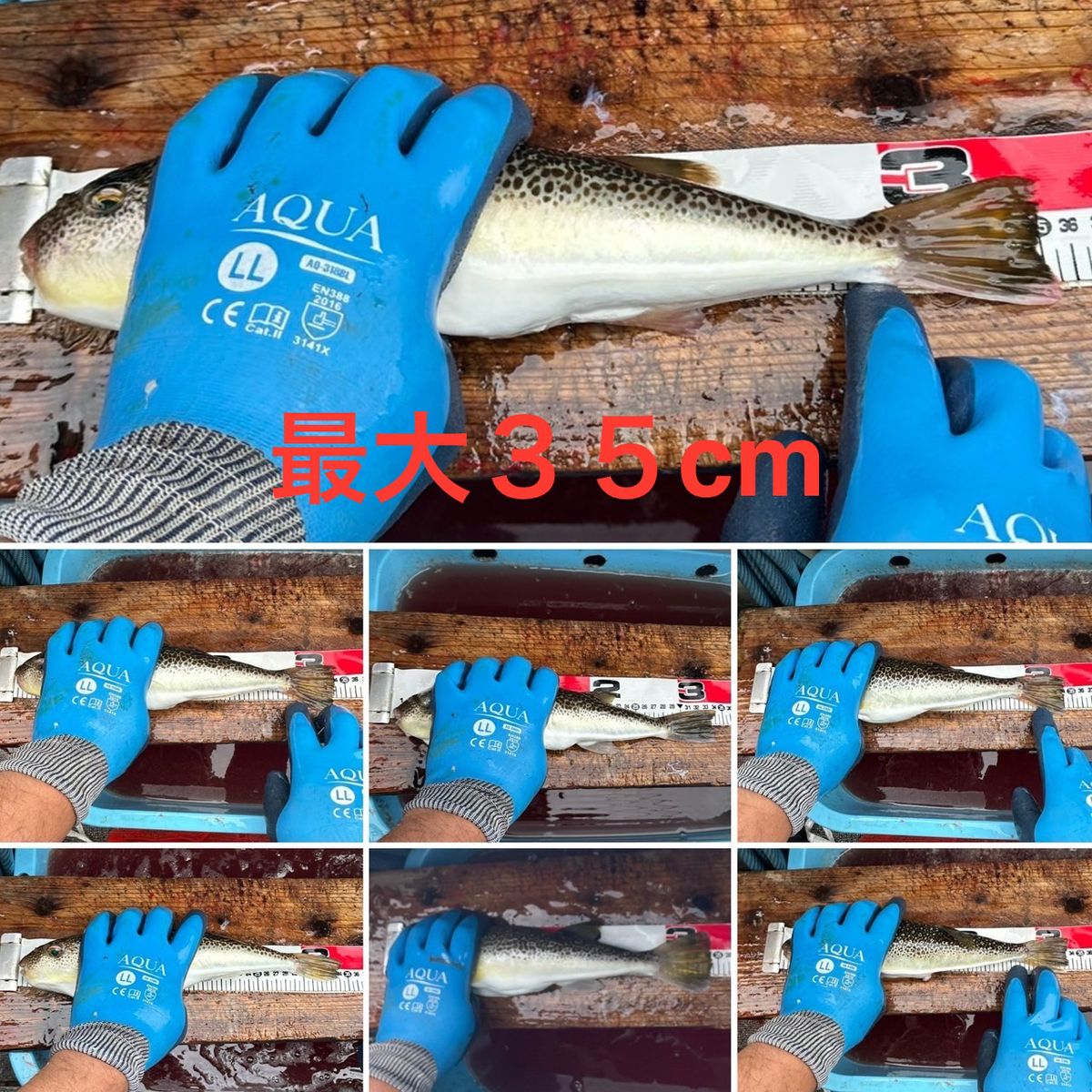 剛丸@古宮漁港さんの釣果 3枚目の画像