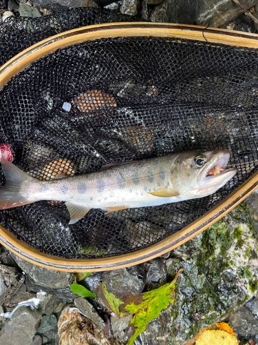 ヤマメの釣果