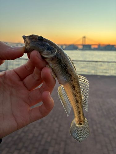 マハゼの釣果