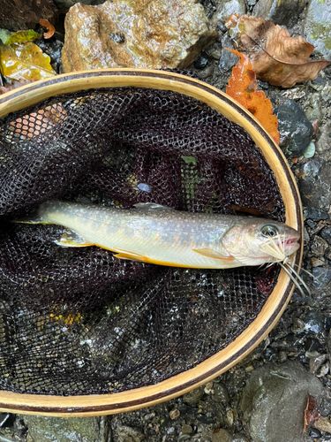 イワナの釣果