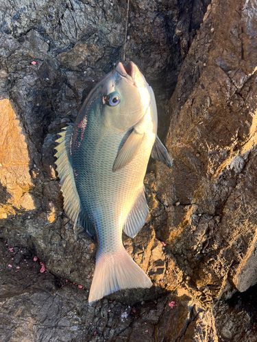 クチブトグレの釣果
