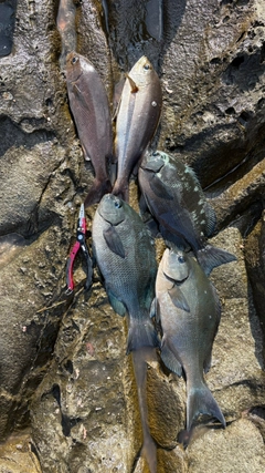 グレの釣果