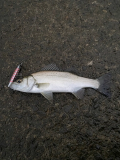 セイゴ（ヒラスズキ）の釣果