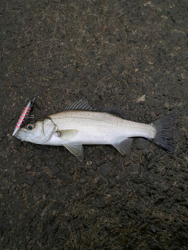 セイゴ（ヒラスズキ）の釣果